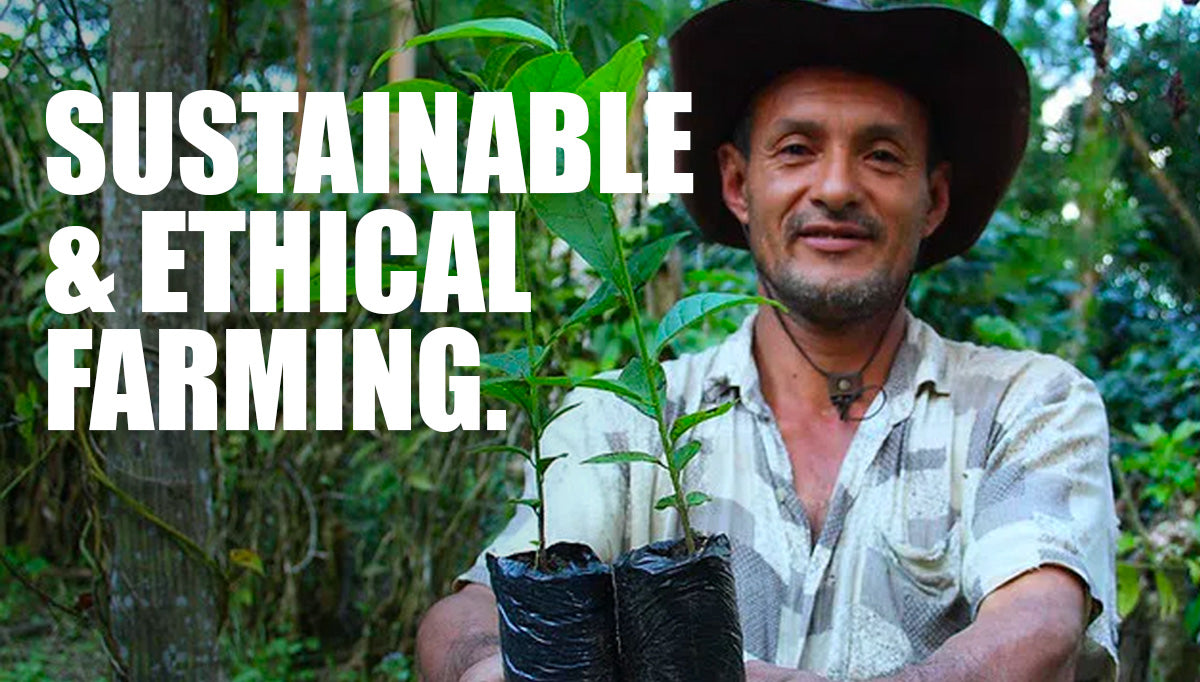 The rise of ethical and sustainable coffee farming